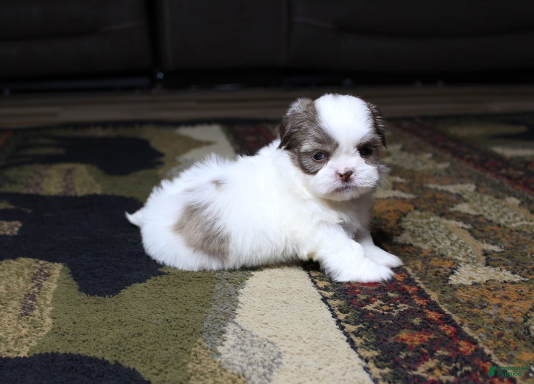 Shih Tzu dogs for sale: Gizmo - Image 1