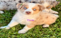 Australian Shepherd dogs for sale: Tink - Image 2