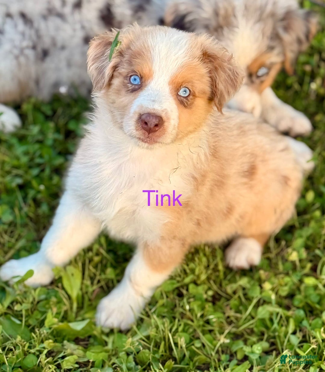 Australian Shepherd dogs for sale: Tink - Image 2