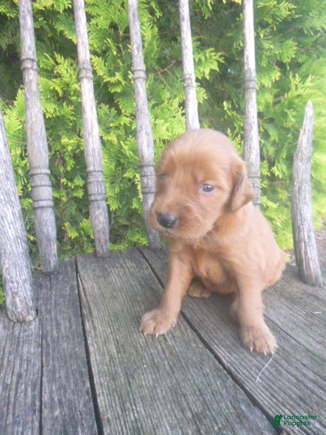 Golden Retriever dogs for sale: Faline - Image 2