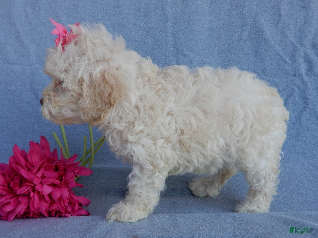 Cockapoo dogs for sale: Juliet - Image 13