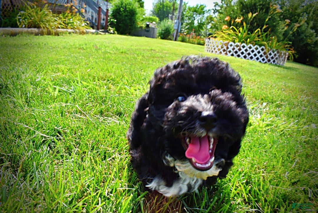 Havapoo dogs for sale: Echo - Image 16