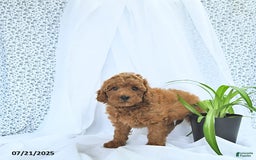 Mini Goldendoodle dogs for sale: Marshall - Image 8