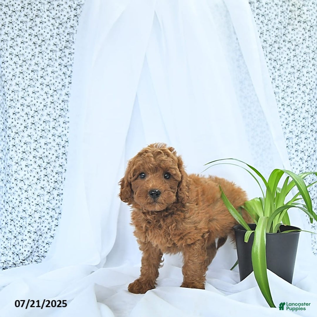 Mini Goldendoodle dogs for sale: Marshall - Image 8