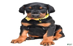 Doberman Pinscher dogs for sale: Marley - Image 7