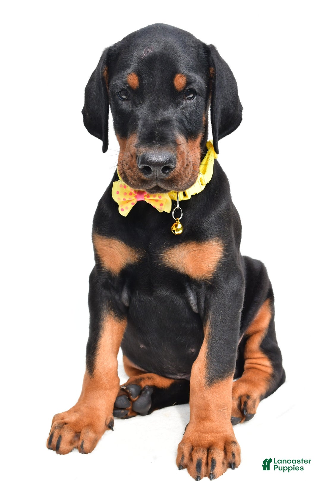 Doberman Pinscher dogs for sale: Marley - Image 7