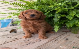 Mini Goldendoodle dogs for sale: Mini-logan - Image 24