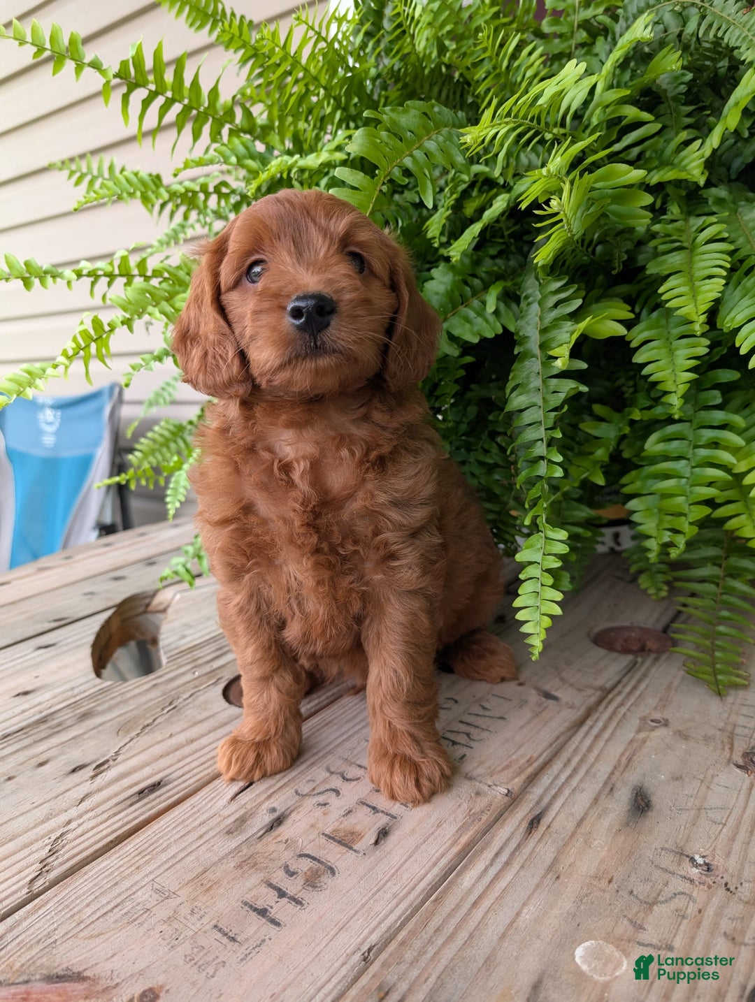 Mini Goldendoodle dogs for sale: Mini-logan - Image 24