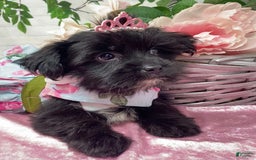 Shorkie dogs for sale: Little Mercedes - Image 13