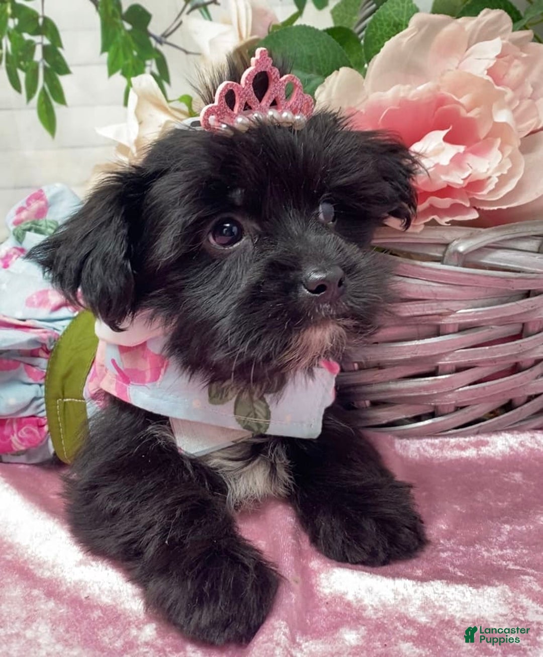 Shorkie dogs for sale: Little Mercedes - Image 13