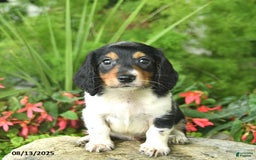 Dachshund dogs for sale: Leo - Image 1