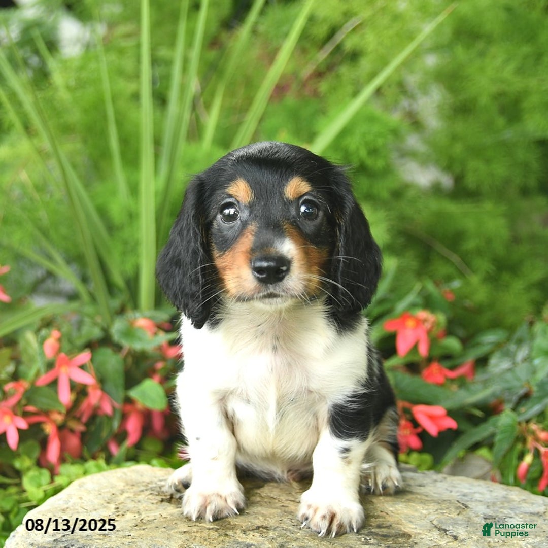 Dachshund dogs for sale: Leo - Image 1