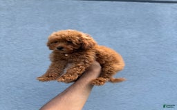 Toy Poodle dogs for sale: Layla - Image 3