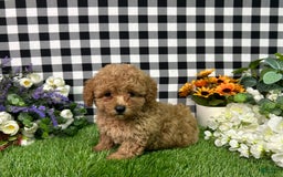 Miniature Poodle dogs for sale: Mila - Image 4