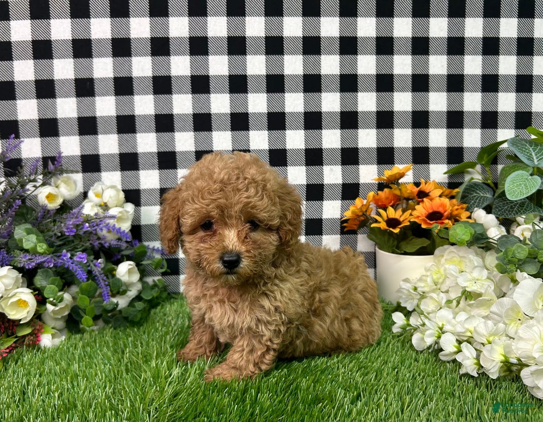 Miniature Poodle dogs for sale: Mila - Image 4
