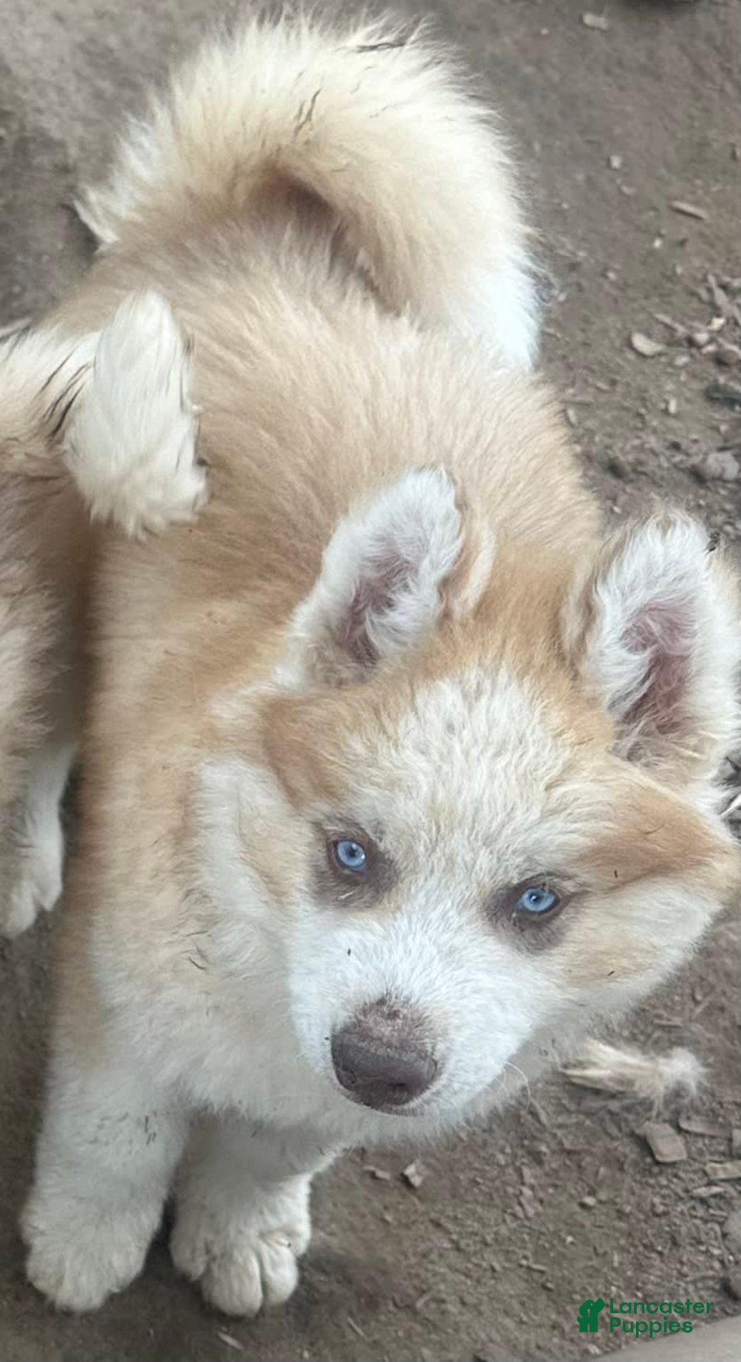 Siberian Husky dogs for sale: Bud Red Boy Nc - Image 1