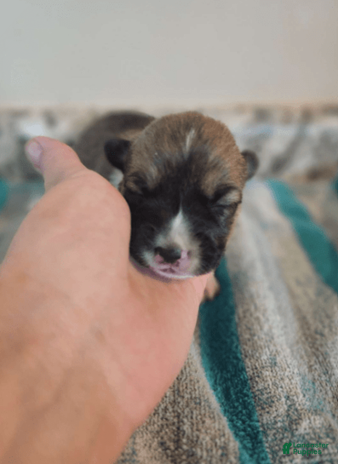 Welsh Corgi Pembroke dogs for sale: Novas Girl 3 - Image 8