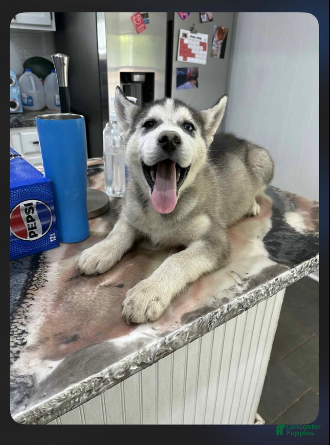 Siberian Husky dogs for sale: Apollo - Image 2