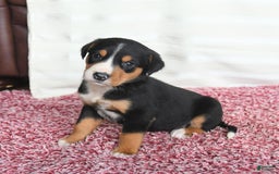 Greater Swiss Mountain Dog dogs for sale: Cheyenne - Image 11