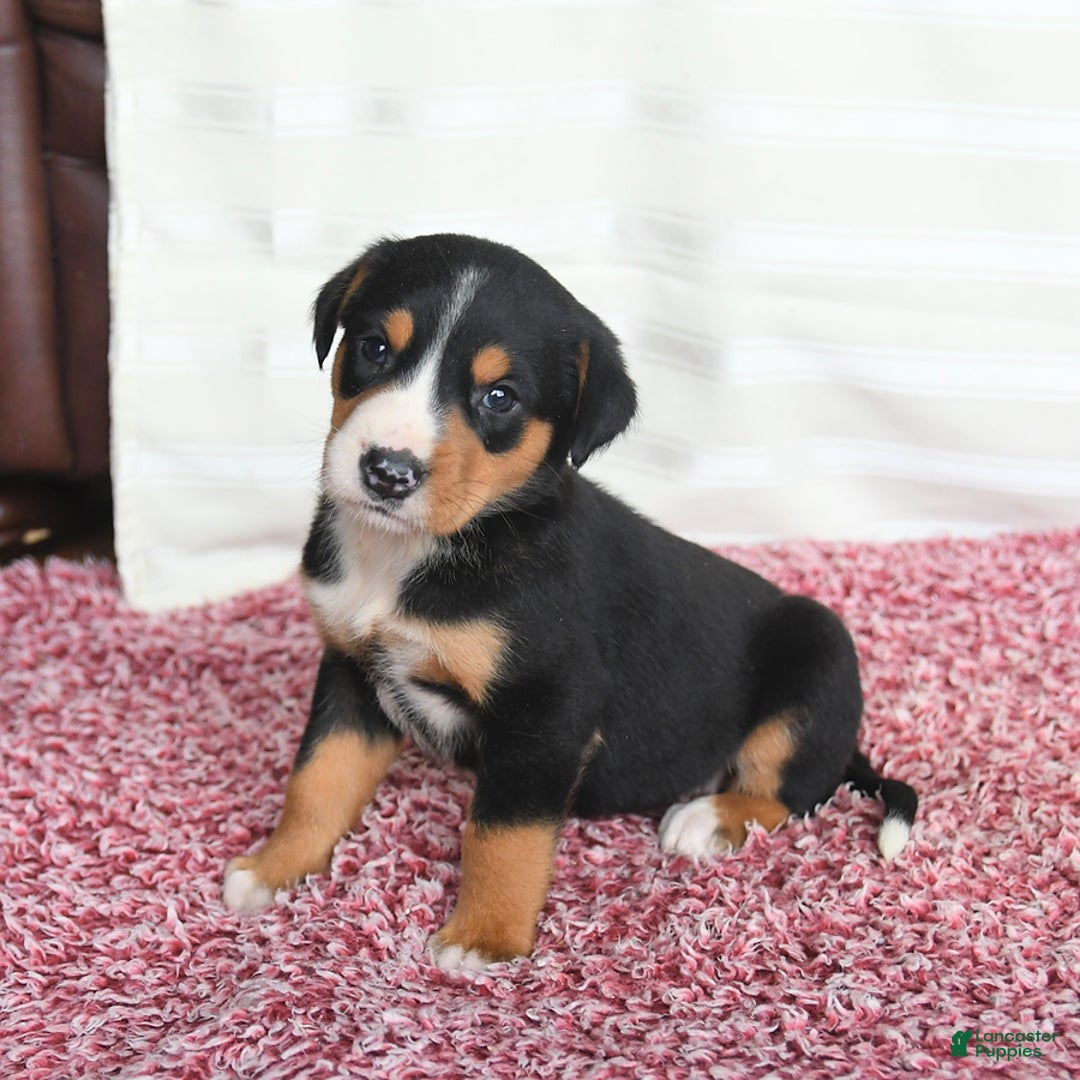 Greater Swiss Mountain Dog dogs for sale: Cheyenne - Image 11