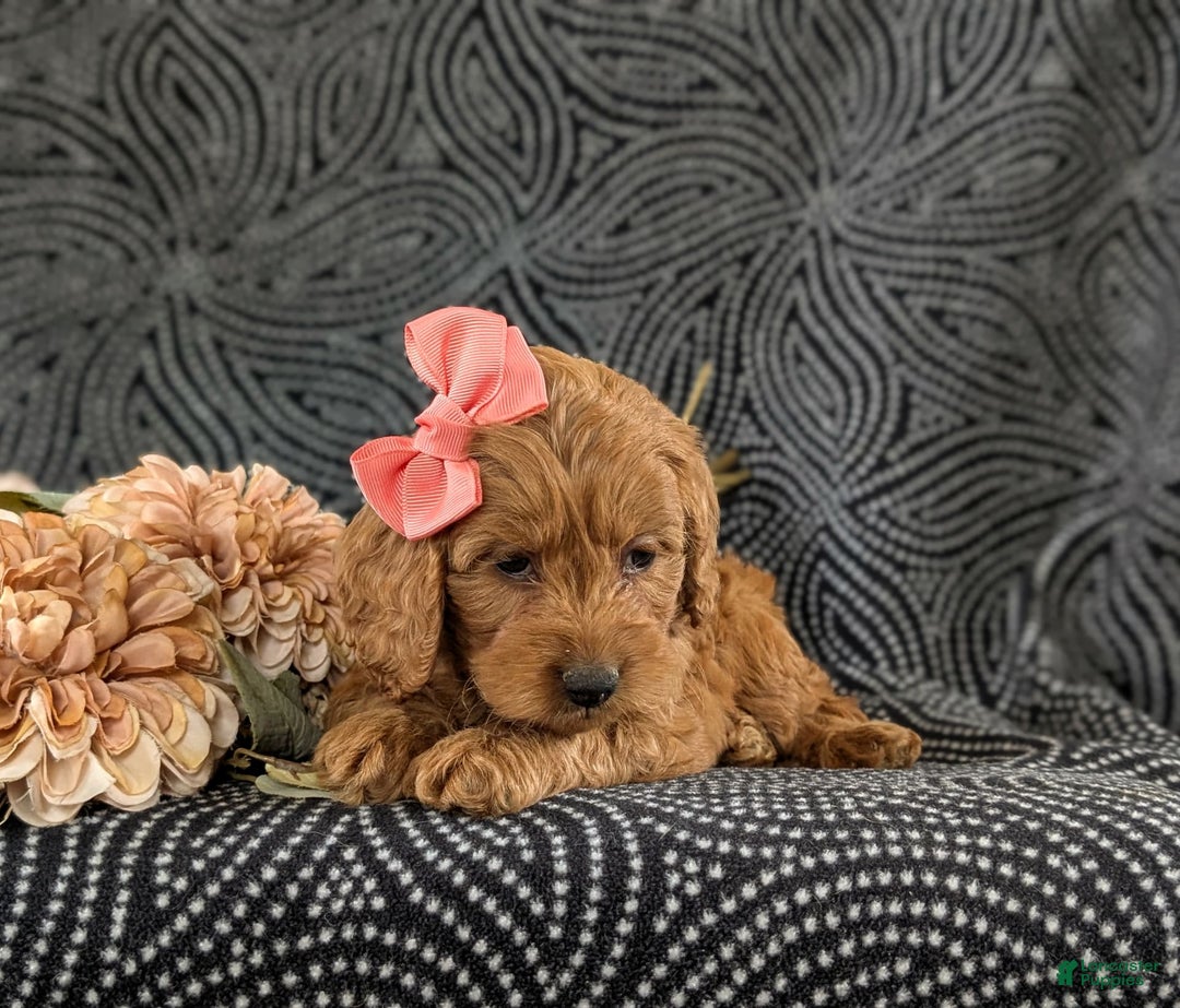 Cockapoo dogs for sale: Elisa - Image 5