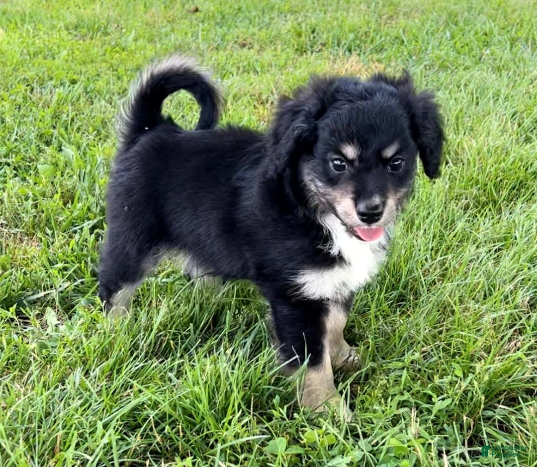 Mini Aussiedoodle dogs for sale: Baxter - Image 4