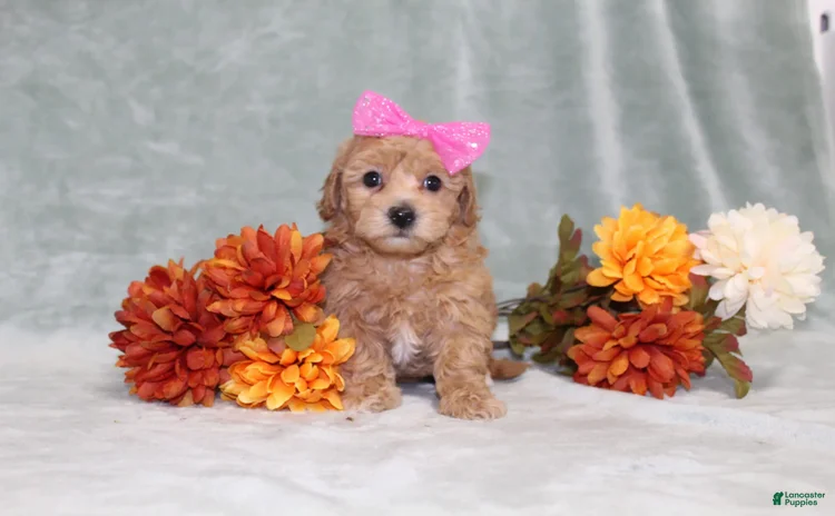 Bichpoo dogs - Advert 9