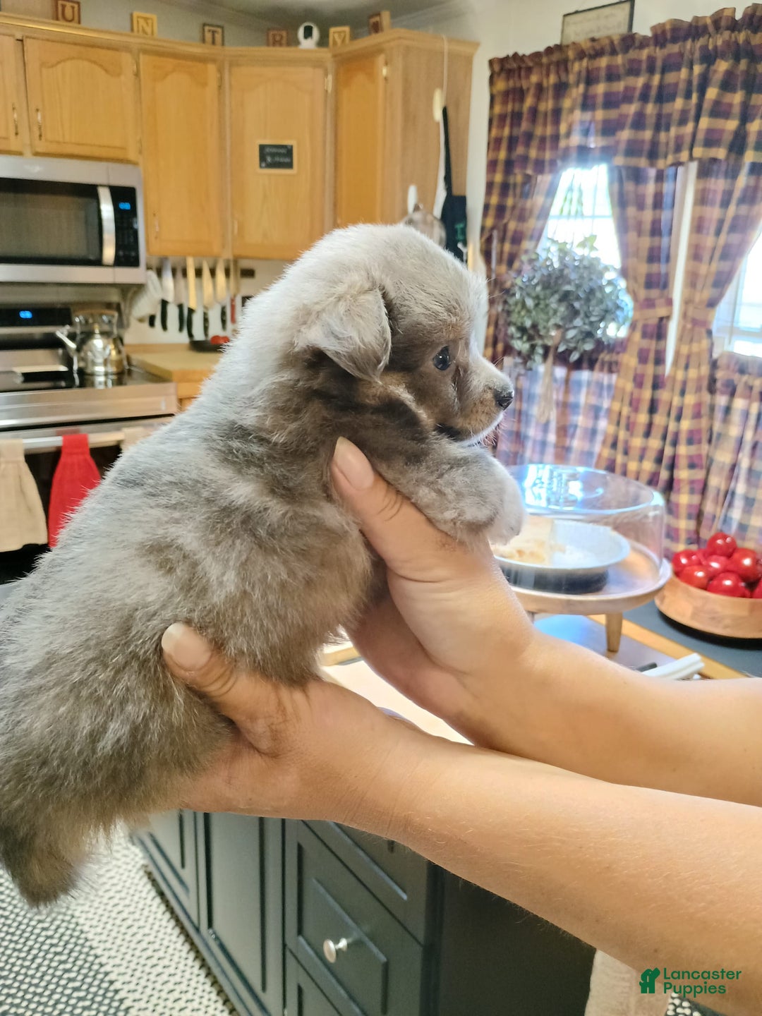 Chihuahua dogs for sale: Nacho Silver Blue - Image 3