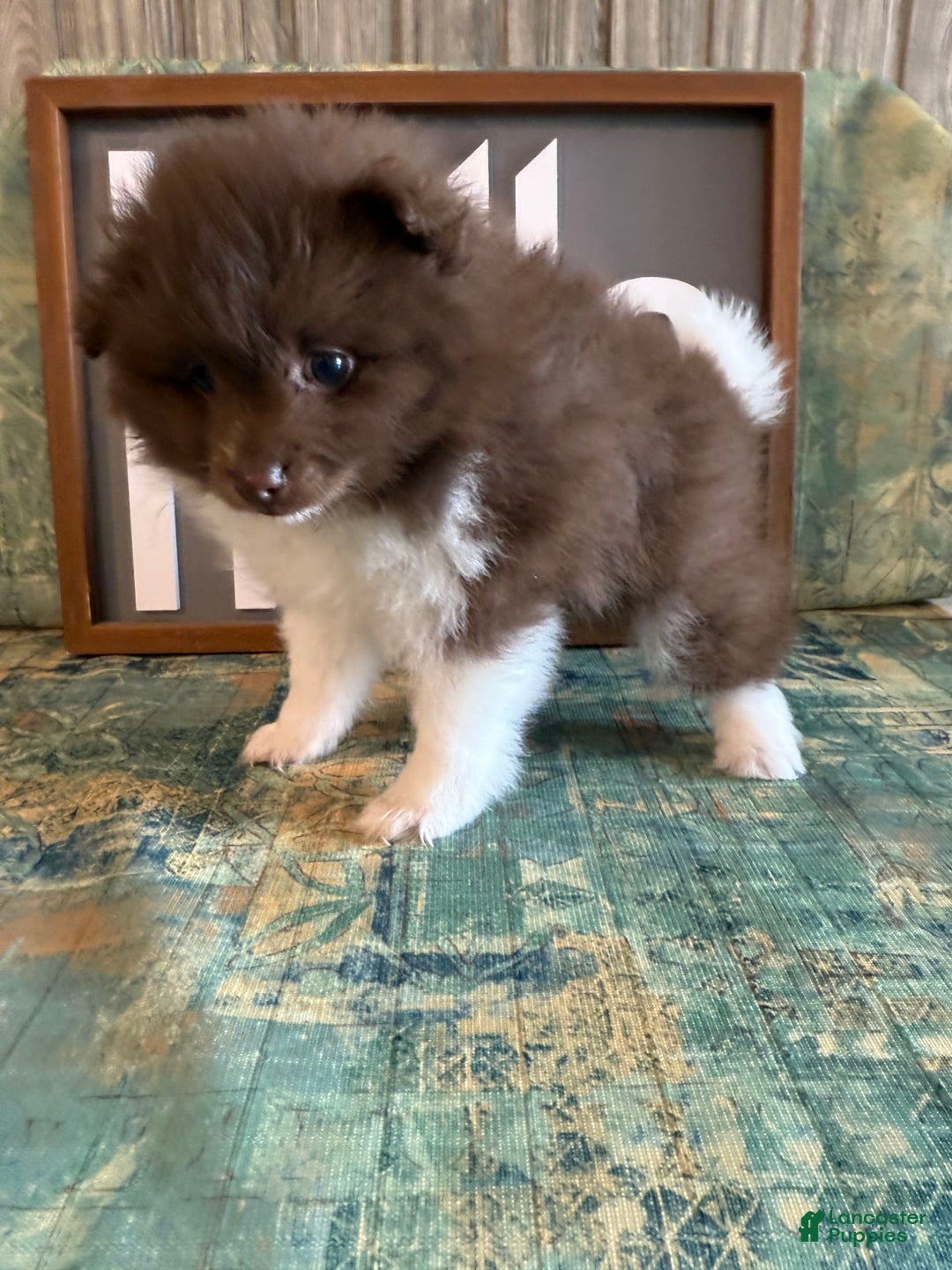Pomeranian dogs for sale: Allison - Image 1