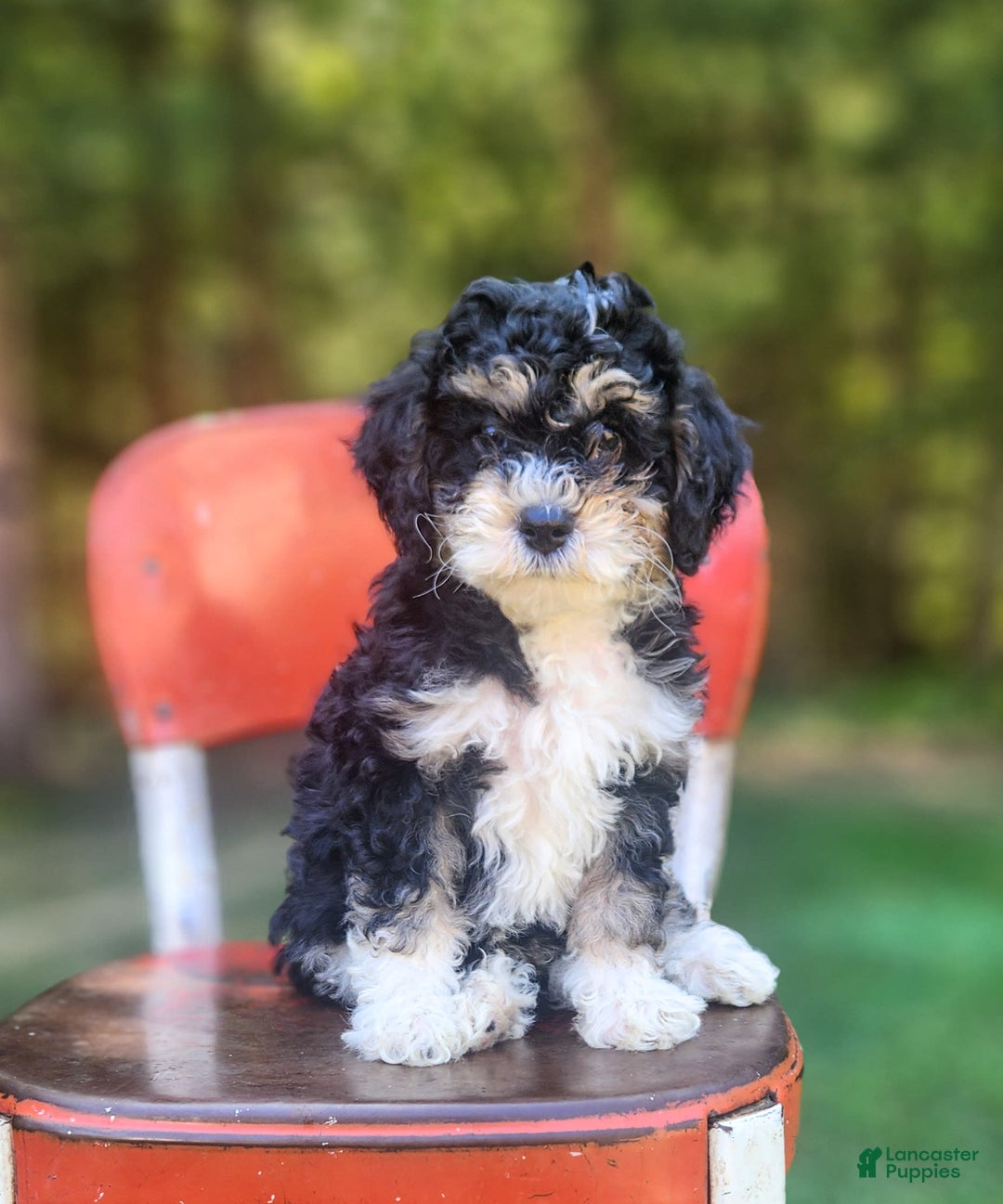 Mini Bernedoodle dogs for sale: Wilson - Image 1