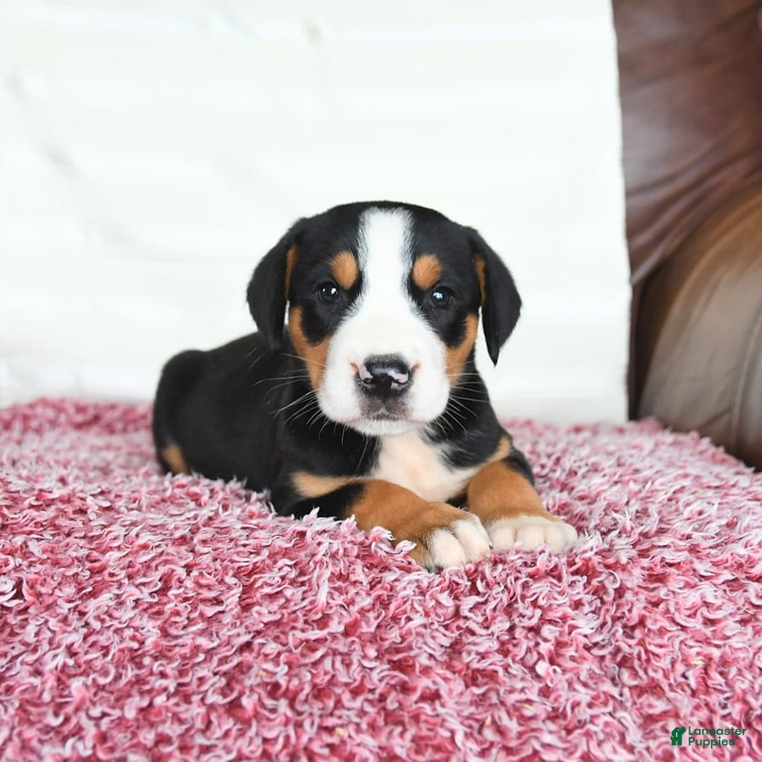 Greater Swiss Mountain Dog dogs for sale: Georgia - Image 6
