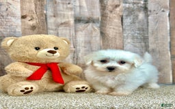 Bichon Frise dogs for sale: Biscuit - Image 3