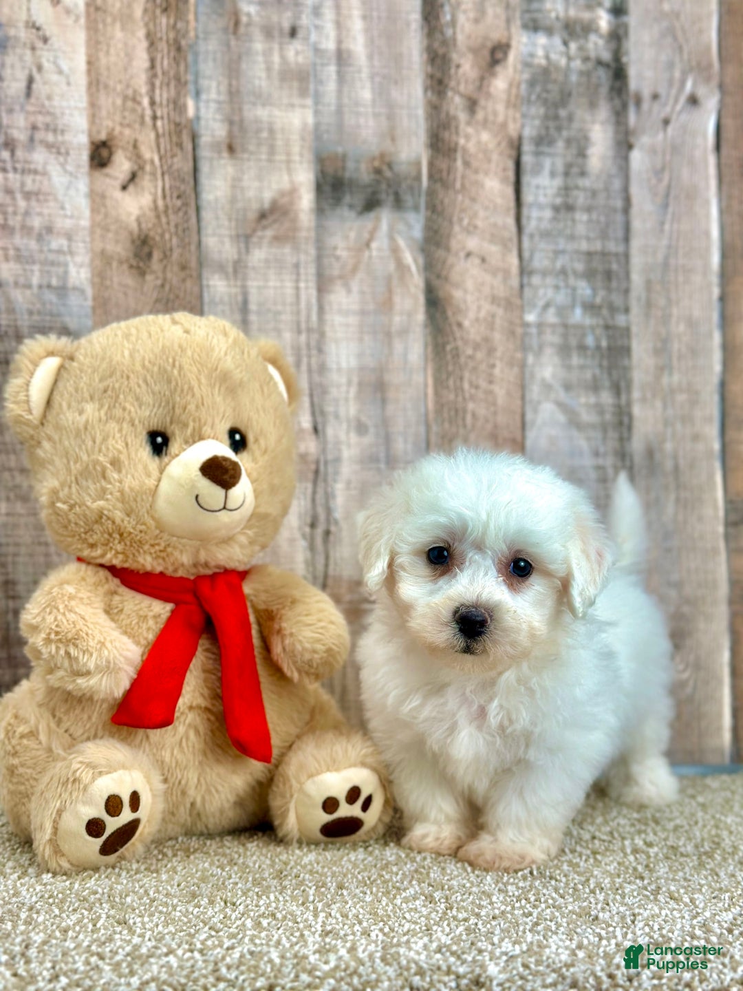 Bichon Frise dogs for sale: Biscuit - Image 3