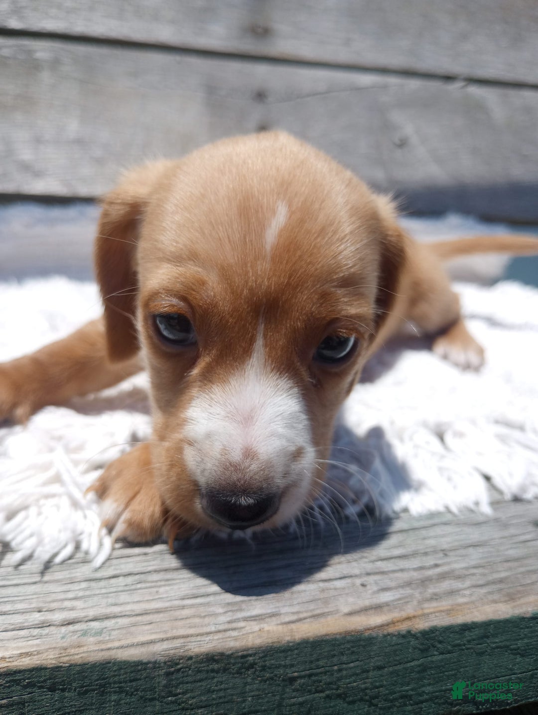 Miniature Dachshund dogs for sale: Elmer - Image 14
