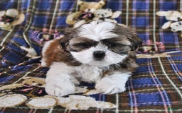 Shih Tzu dogs for sale: Bill - Image 1