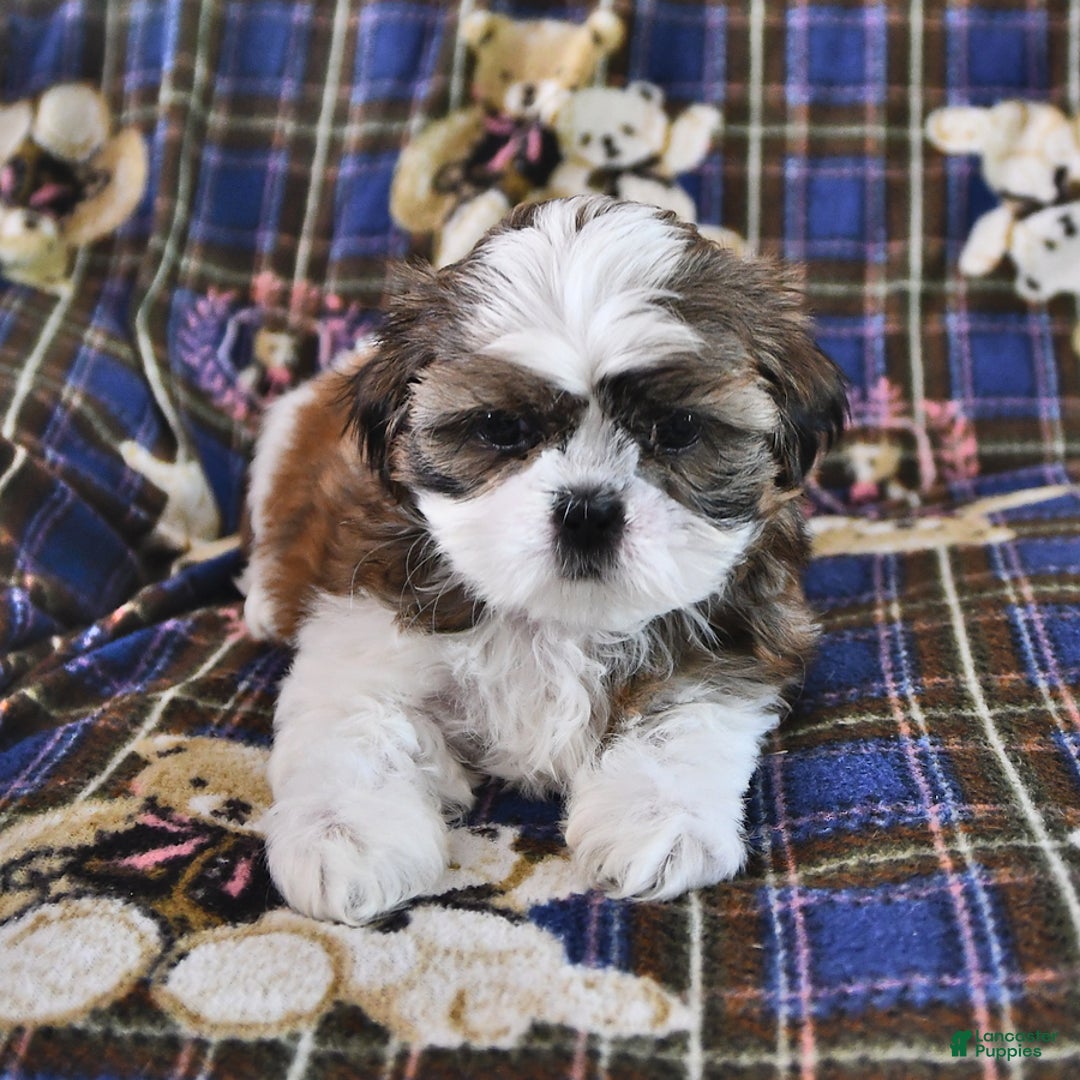 Shih Tzu dogs for sale: Bill - Image 1
