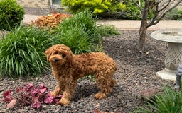 Cockapoo dogs for sale: Manny - Image 4