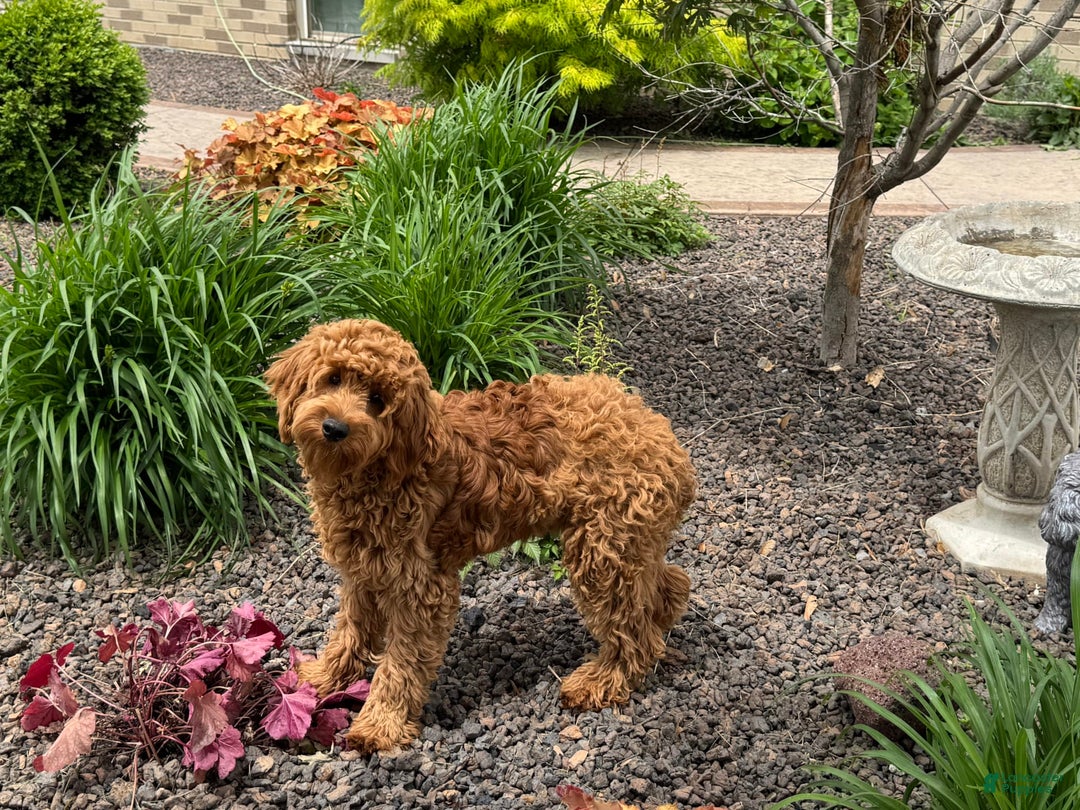 Cockapoo dogs for sale: Manny - Image 4