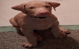 Doberman Pinscher dogs for sale: White Collar - Image 7