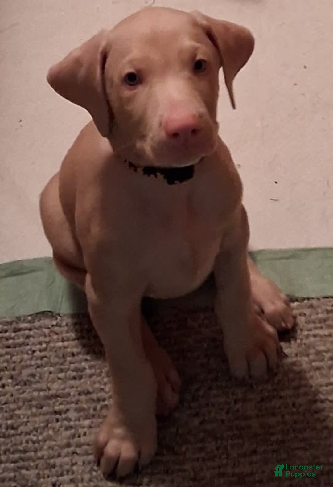Doberman Pinscher dogs for sale: White Collar - Image 7