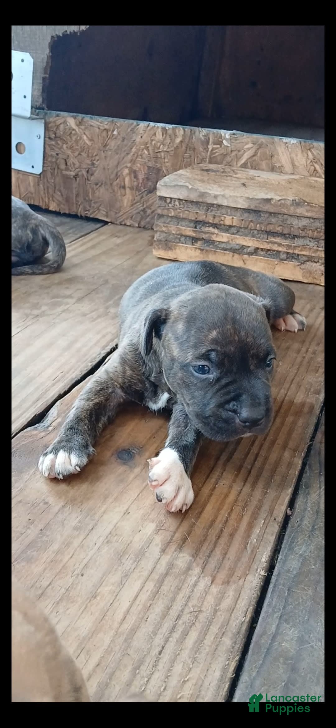 American Pit Bull Terrier dogs for sale: Jack - Image 6