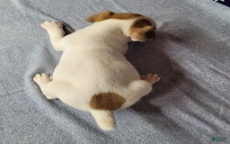 Jack Russell Terrier dogs for sale: Jack Russell Joker Male - Image 6