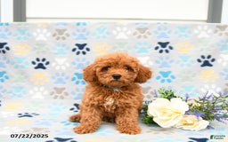Cockapoo dogs for sale: Dusty - Image 4