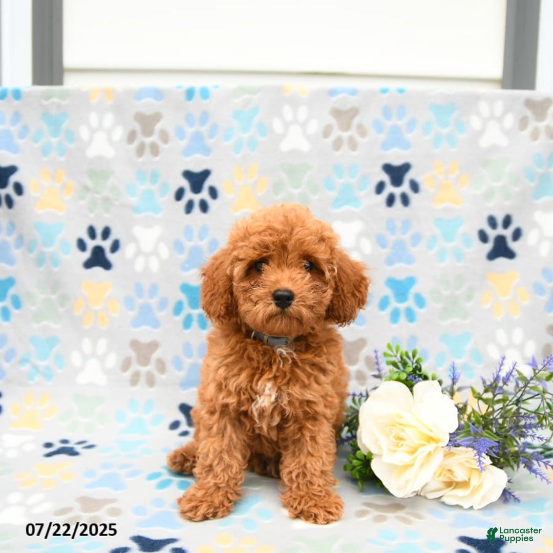 Cockapoo dogs for sale: Dusty - Image 4