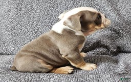English Bulldog dogs for sale: Carson - Image 5