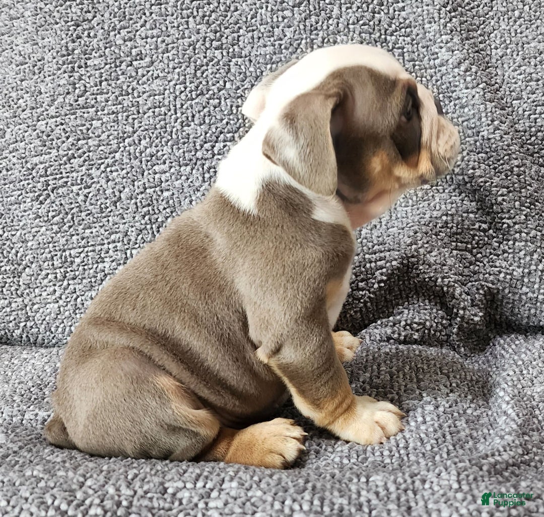 English Bulldog dogs for sale: Carson - Image 5