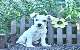 Miniature Schnauzer dogs for sale: Perley - Image 4