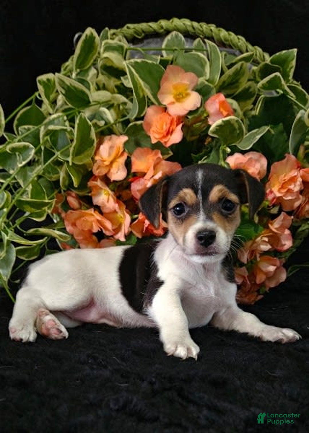 Jack Russell Terrier dogs for sale: Lilly - Image 1