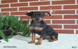 Miniature Pinscher dogs for sale: Jade - Image 4