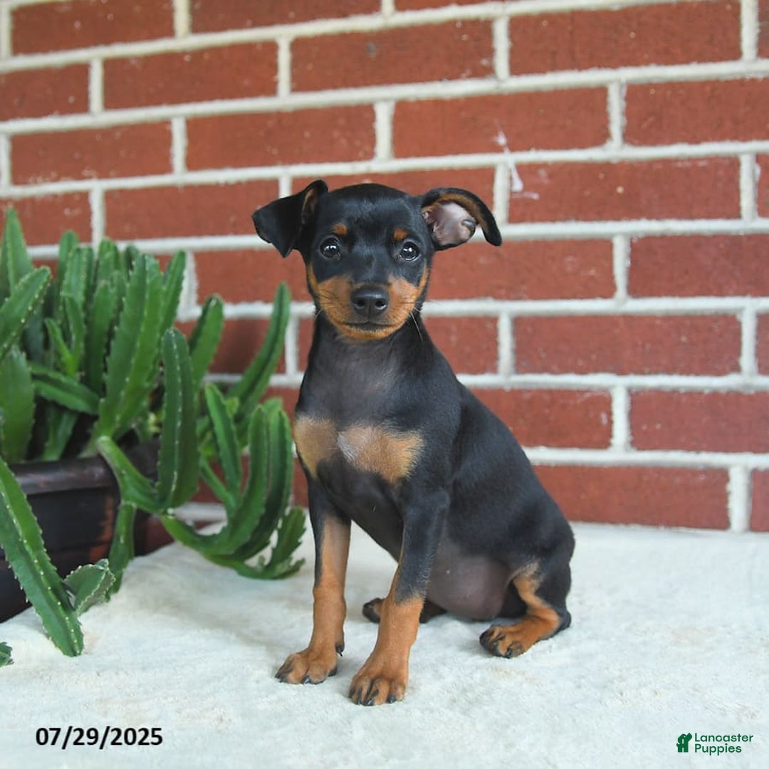 Miniature Pinscher dogs for sale: Jade - Image 4